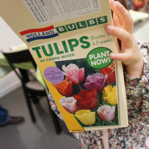 tulipas01